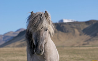 Horse mane field mountains blue - a long mane free wallpaper