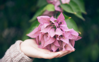 Purple flowers hands bokeh leaves - a person holding free wallpaper