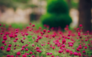 Red flower field green tree 2 - a green top free wallpaper