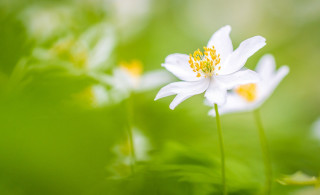 White flower yellow stamens macro 3 - a white flower free wallpaper