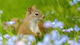 Squirrel blueflowers grass ecological impressionist - foot free wallpaper