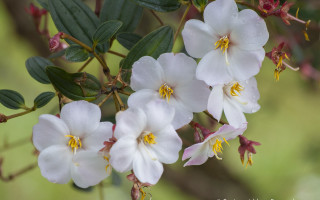 White flowers green leaves blurry 2 - white flower free wallpaper