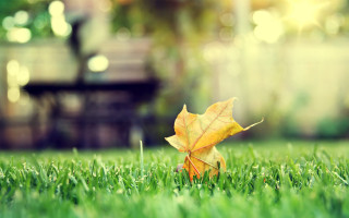 Leaf grass bokeh autumn park - the sun light free wallpaper