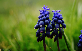 Blue flowers eyes field grass - bracha l. ettinger free wallpaper for desktop
