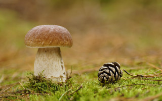 Mushroom pinecone grass nature macro - a blurry background of grass and trees free wallpaper