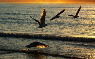 Birds ocean sunset flying shore - the sun setting behind them free wallpaper