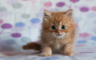 Small kitten blue eyes floral - a pink blanket free wallpaper