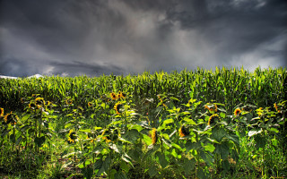 Sunflower field stormy sky matte - above them free wallpaper for desktop