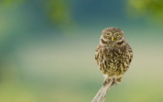 Small owl branch macro superflat - a small owl free wallpaper