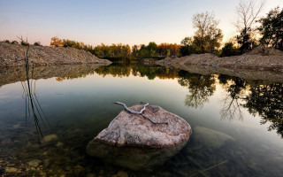 Lizard rock water lake trees - the background and a rock in the foreground free wallpaper