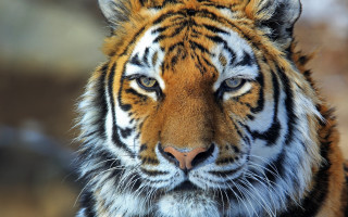Tiger large orange black face - a tiger free wallpaper