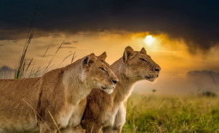 Lions sunset field clouds shiba - two lion free wallpaper