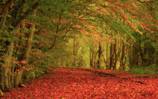 Forest path autumn leaves campfire 2 - the ground and trees free wallpaper