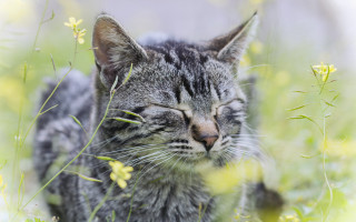 Sleeping cat flower field blurry - e. william gollings free wallpaper