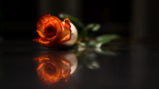 Orange rose reflection dark background - its reflection free wallpaper