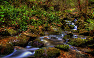 Lush green forest stream waterfall 3 - a small waterfall free wallpaper