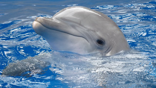 Dolphin fish water splash rayonism - david young cameron free wallpaper