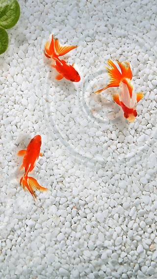 Goldfish pond water leaf plant - a plant free wallpaper for mobile