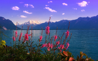 Lake mountains flower sky scene - bernard meninsky free wallpaper