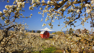 Barn field mountains blooming trees - free spring wallpaper