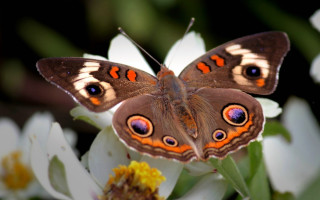Butterfly orange white wings flower - white petal free wallpaper