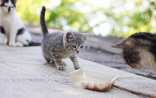 Cats roof eating looking tilt - food free wallpaper