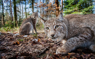 Lynx forest autumn wildlife dog - the background in the background free wallpaper