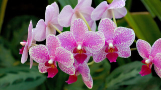 Pink flowers white spots green - a green leafy area in the foreground free wallpaper
