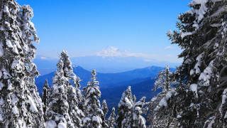 Snowy mountain range winter forest - snow and trees free wallpaper