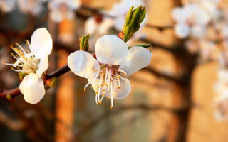 White flower bokeh macro blurry 2 - a building in the background free wallpaper