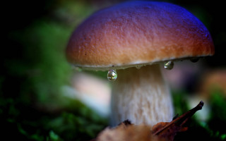 Mushroom water drops green background - a mushroom free wallpaper