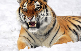 Tiger yawning in snow sharp - sharp claw free wallpaper