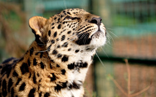Leopard looking up mouth open - a close up of a leopard free wallpaper