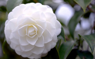 White flower green leaves tree - free nature wallpaper