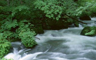 River forest rapids nature landscape - the center free wallpaper