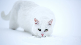 White cat green eyes snow 2 - in the snow free wallpaper