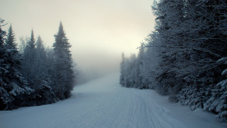 Skiing forest winter nature matte - tree and a forest free wallpaper