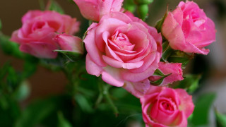 Pink roses vase water droplets - pink rose free wallpaper