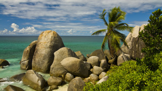 Palm tree rocky beach ocean 3 - a beach in the background free wallpaper