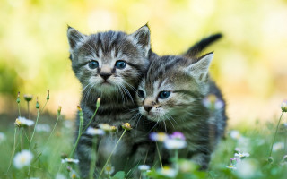 Kittens flower field blue eyes - impressionism free wallpaper