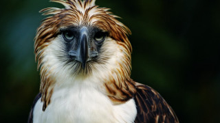 Bird of prey closeup male - prey free wallpaper