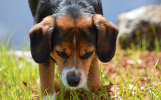 Dog grass walking blurry background - the camera man free wallpaper