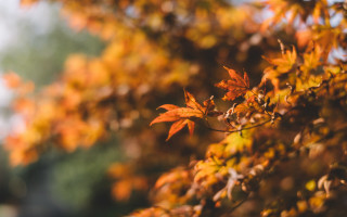 Fall orange leaves blurry background - the fall season free wallpaper