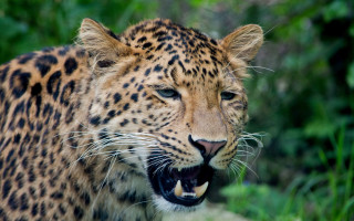 Leopard open mouth green background - tooth wide free wallpaper