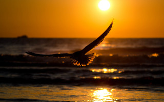 Bird ocean sunset sky moon - over the ocean free wallpaper