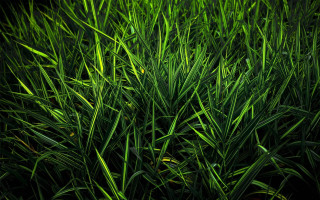 Green bird grass field black - a green grass field free wallpaper