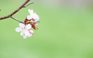 Pink branch flower bird green - chang daichien free wallpaper