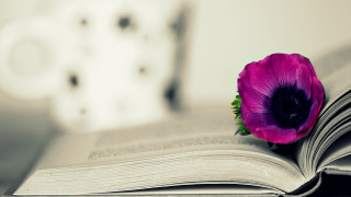 Purple flower open book white - a white vase free wallpaper