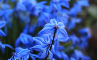 Blue flowers grass bokeh macro - blue flower free wallpaper