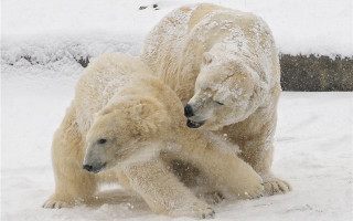 Polar bears playing snow ecological - polar free wallpaper